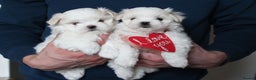 Maltese dogs for sale: Gorgeous Tiny Maltese Puppies - Advert 4