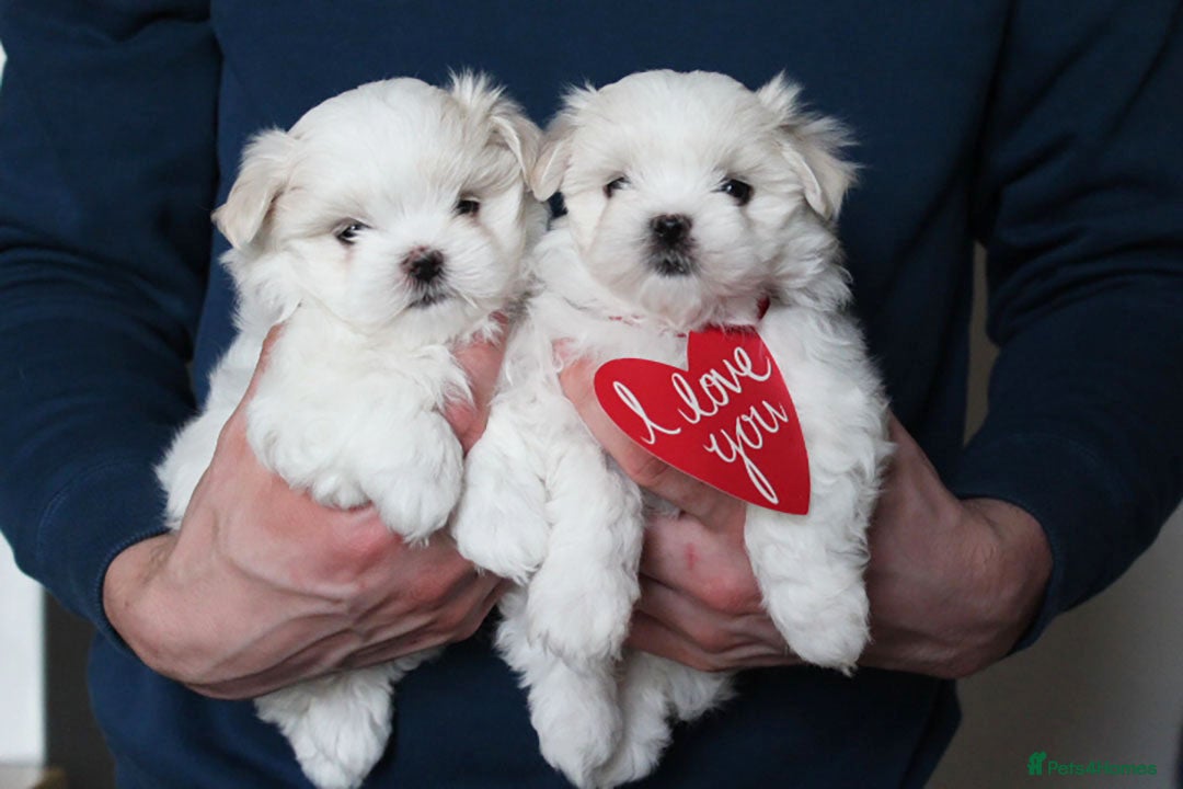 Maltese dogs for sale: Gorgeous Tiny Maltese Puppies - Advert 4