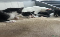 Mixed Breed cats for sale: Beautiful marking very fluffy  - Image 9