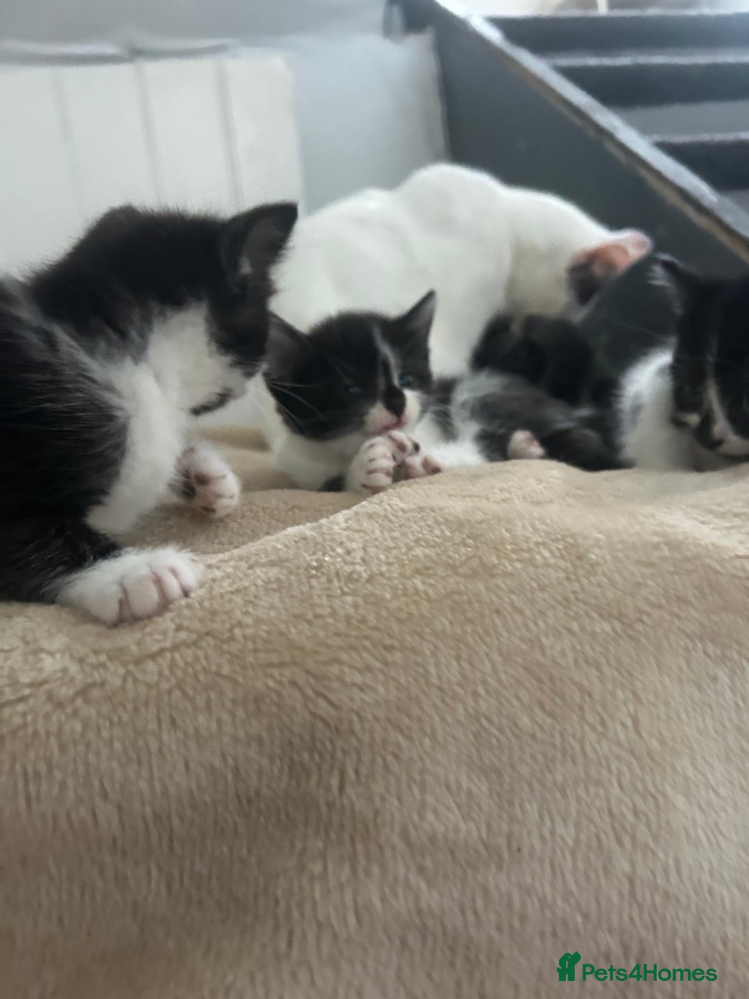 Mixed Breed cats for sale: Beautiful marking very fluffy  - Image 9