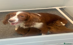 Cocker Spaniel dogs for sale: Top Quality Working Cocker Spaniels - Image 8