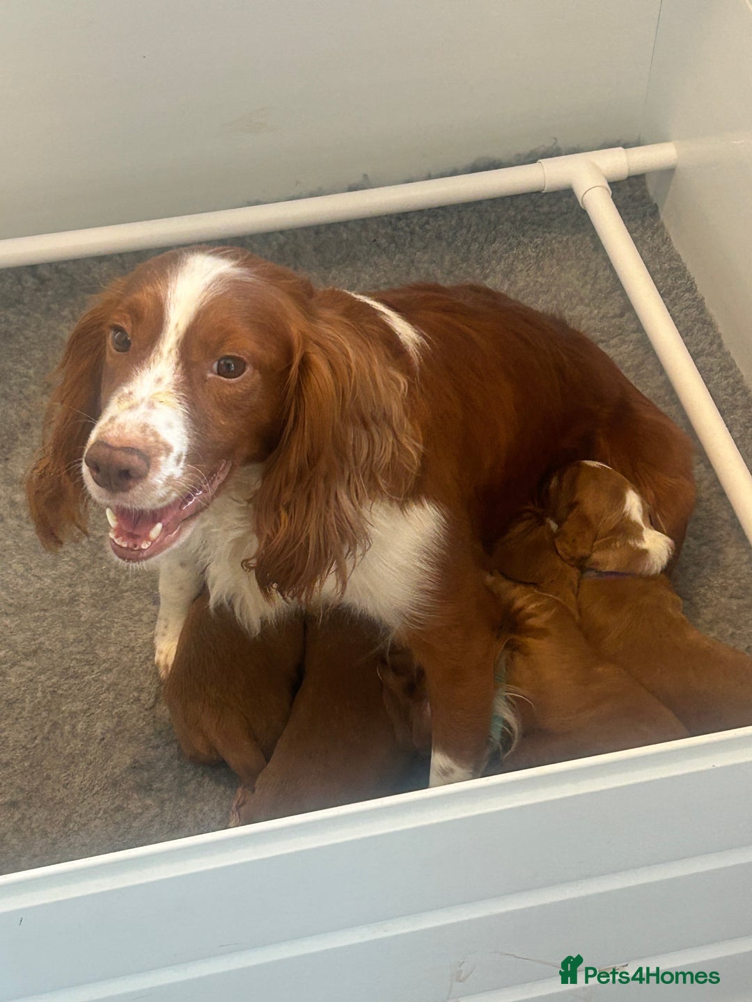 Cocker Spaniel dogs for sale: Top Quality Working Cocker Spaniels - Image 8