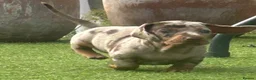 Dachshund dogs for sale: Beautiful, loving, Daschound babies - Advert 28