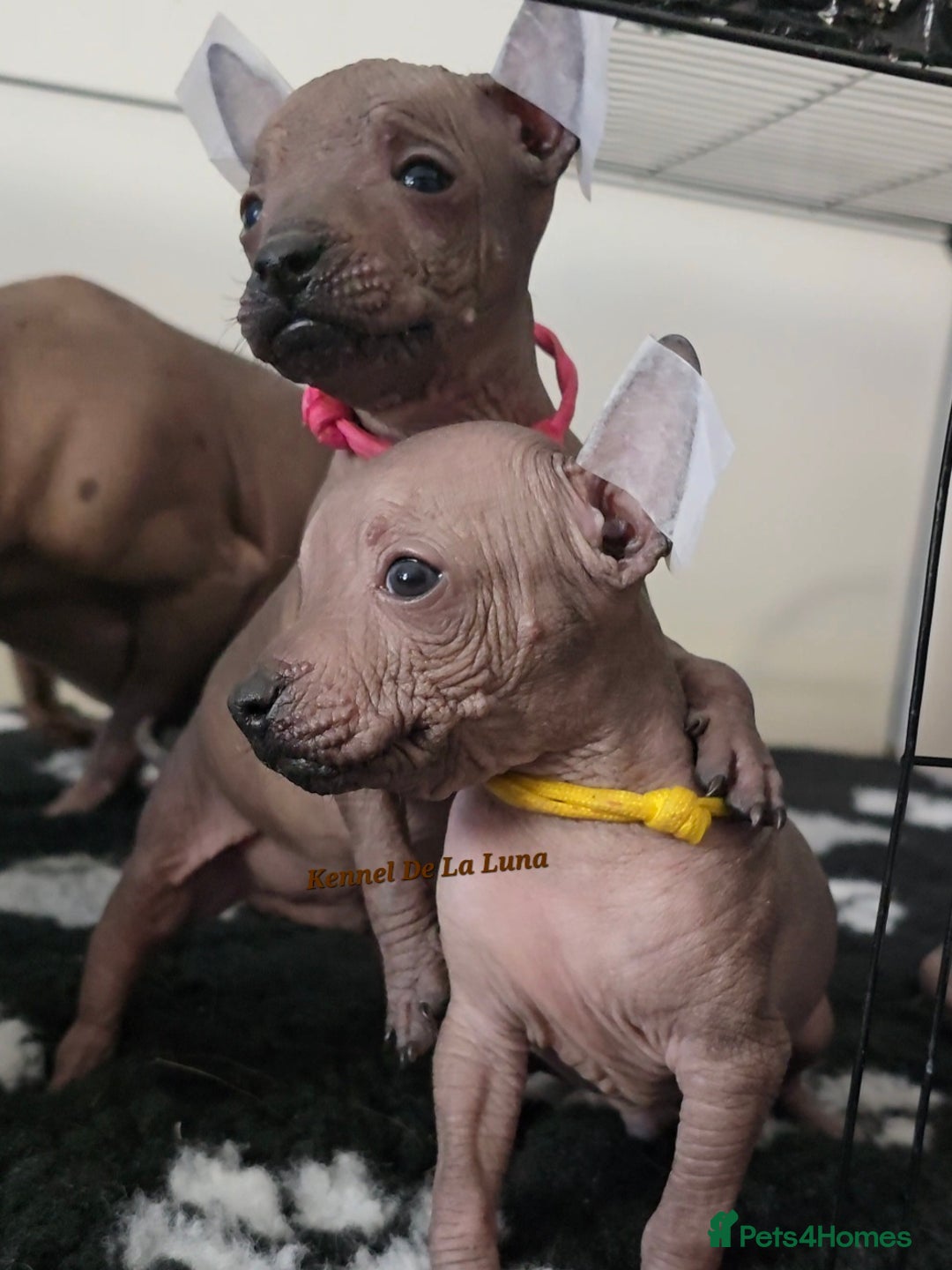 Mexican Hairless dogs for sale: Kc registered Xoloitzcuintle miniature puppies  - Advert 2