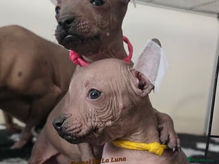 Mexican Hairless dogs Kc registered Xoloitzcuintle puppies - Advert 17