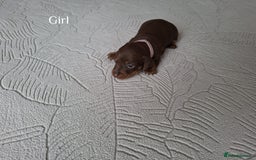 Miniature Dachshund dogs for sale: ❤️ 5 Adorable Mini Dachshund Puppies Ready to Love - Image 6