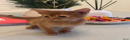 Abyssinian cats for sale: Pure pedigree Tica registered Abyssinian kittens  - Advert 33