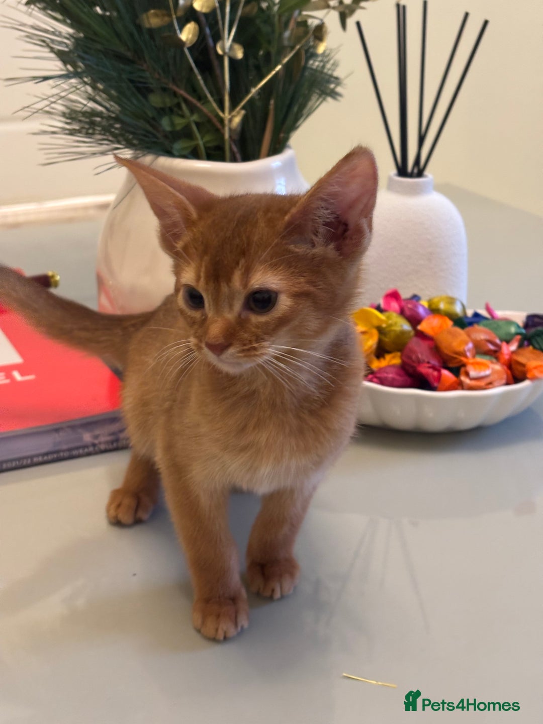Abyssinian cats for sale: Pure pedigree Tica registered Abyssinian kittens  - Advert 33