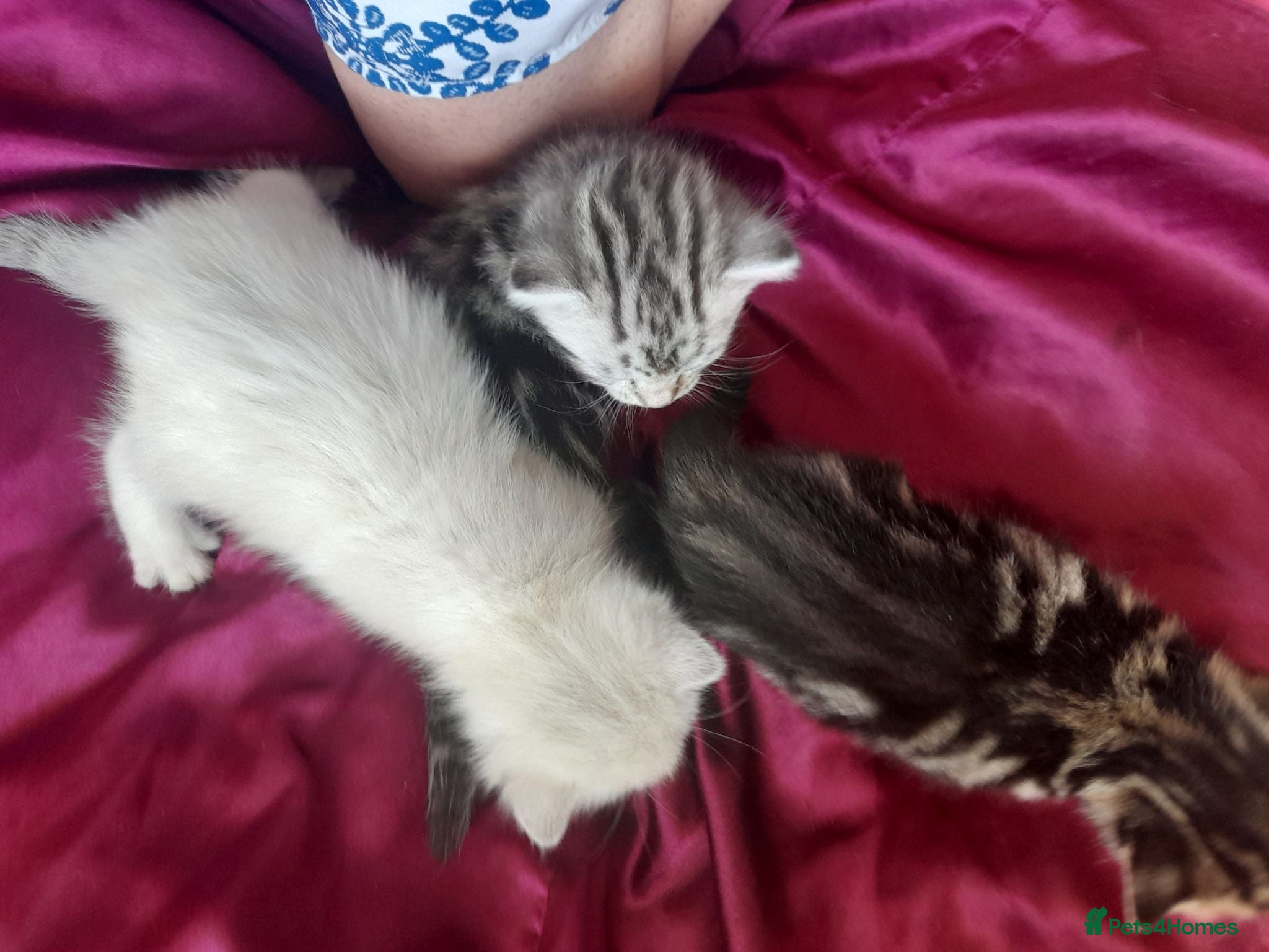 Mixed Breed cats Gorgeous kitten ready to find their forever home. - Advert 1