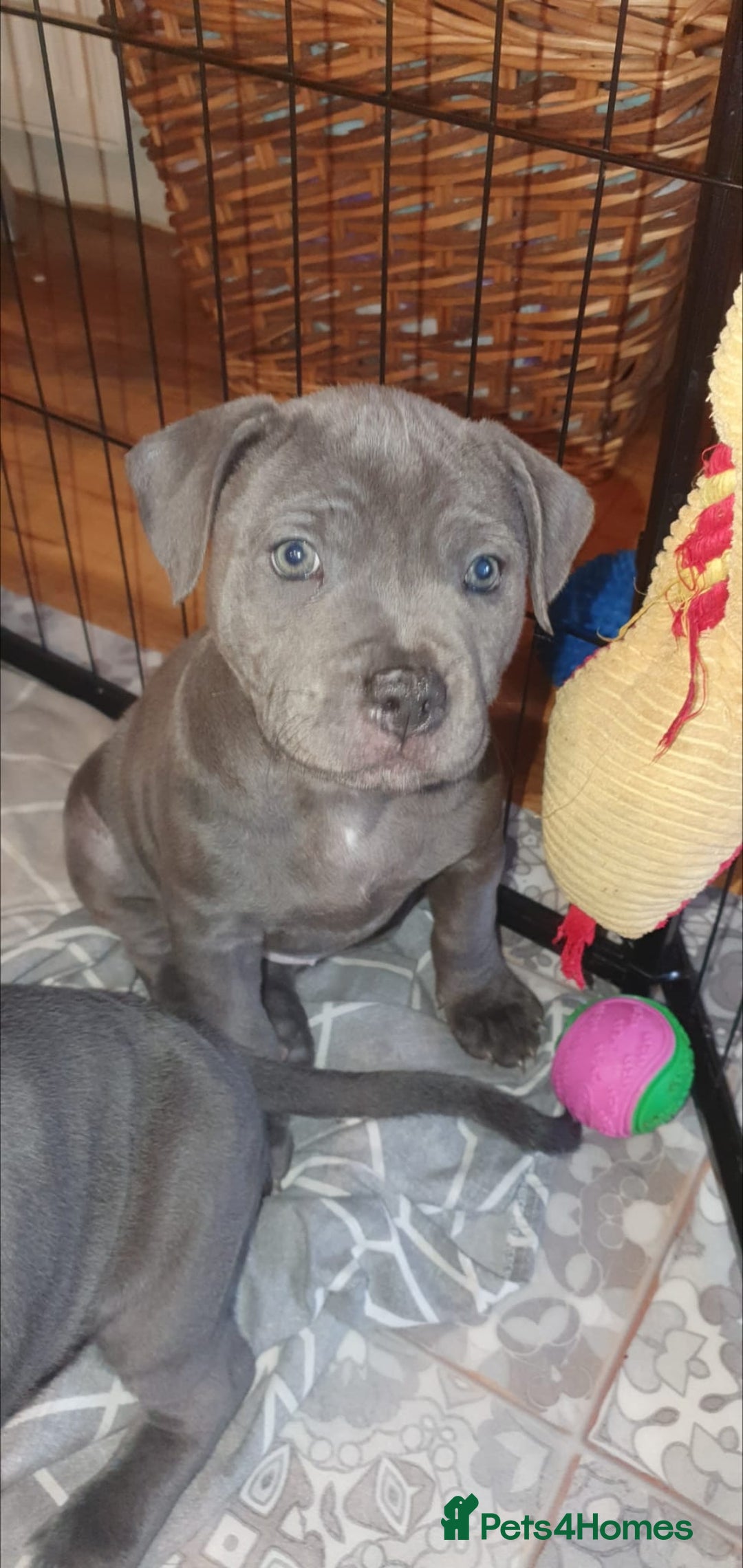 Staffordshire Bull Terrier dogs for sale: ❤️❤️ Ready for forever home ❤️❤️ - Advert 19