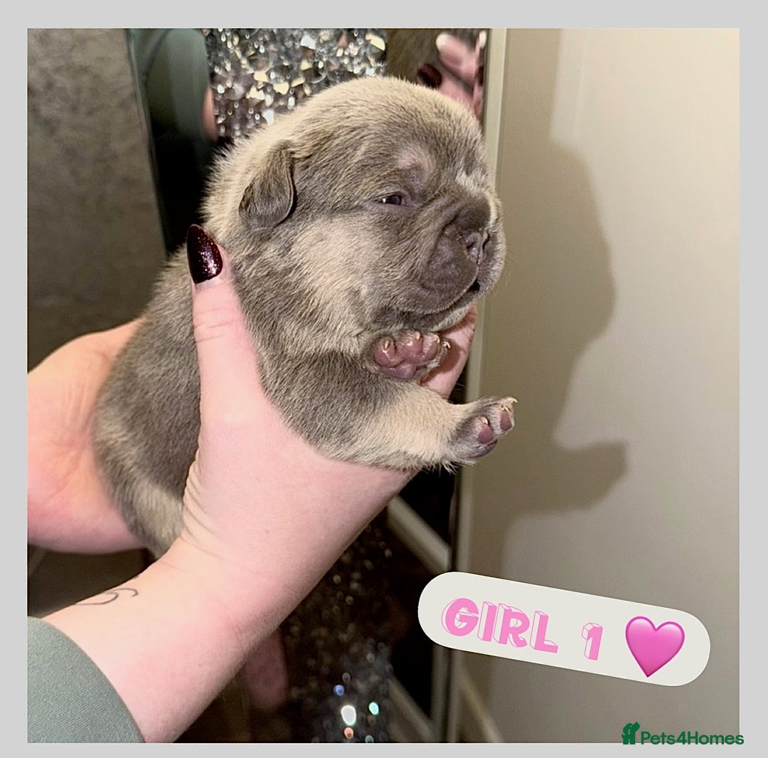 French Bulldog dogs for sale: French bulldog puppies  - Advert 4