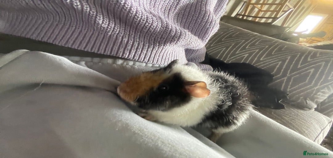 Gallery Image {{count}}