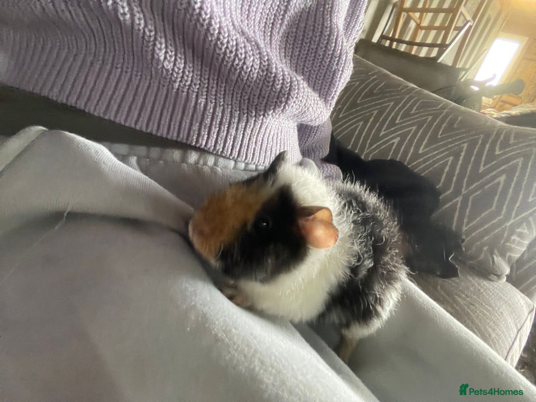 Gallery Image {{count}}