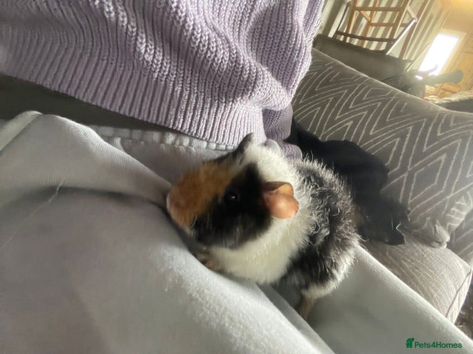 Gallery Image {{count}}