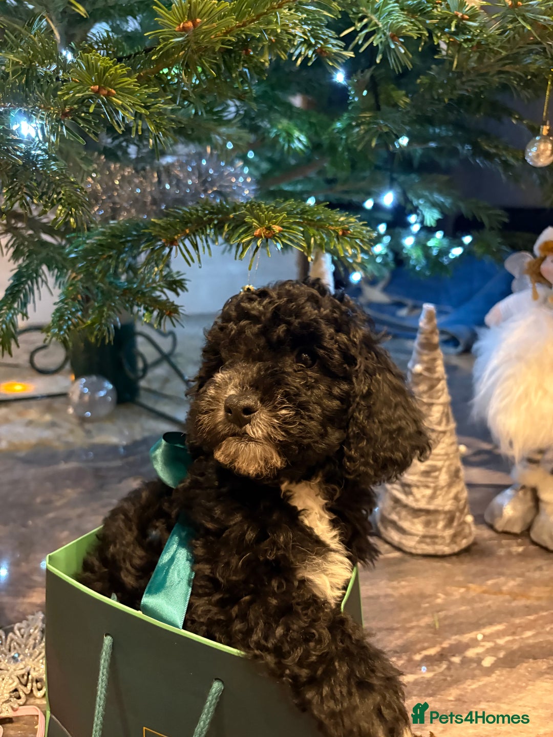 Cockapoo dogs for sale: Beautiful Cockapoo miniature (toy) black, tuxedo - Advert 16