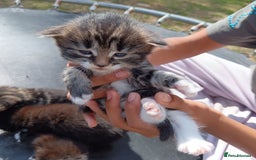 British Shorthair cats for sale: Cute Adorable baby kittens!!!  - Image 9