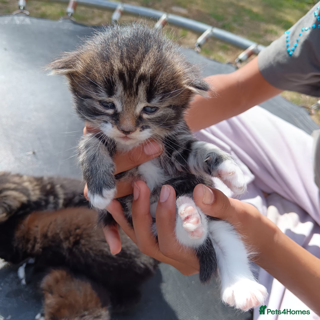British Shorthair cats for sale: Cute Adorable baby kittens!!!  - Image 9