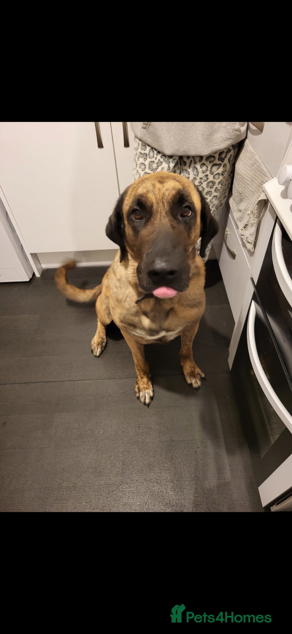 Mixed Breed dogs 5 year old female kangal anatolian shepherd - Advert 5