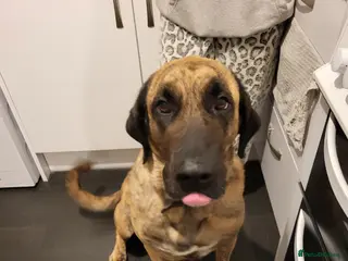 Mixed Breed dogs 5 year old female kangal anatolian shepherd - Advert 5