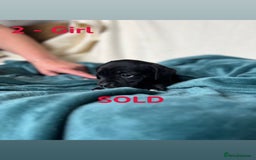 Mixed Breed dogs for sale: Old Tyme English Bulldog x Sproodle Puppies - Image 28
