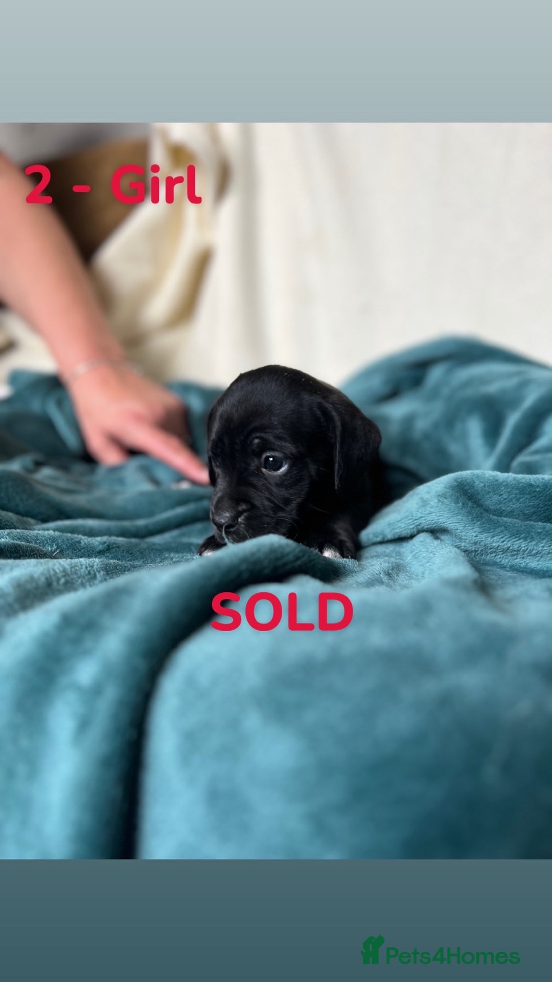 Mixed Breed dogs for sale: Old Tyme English Bulldog x Sproodle Puppies - Image 28