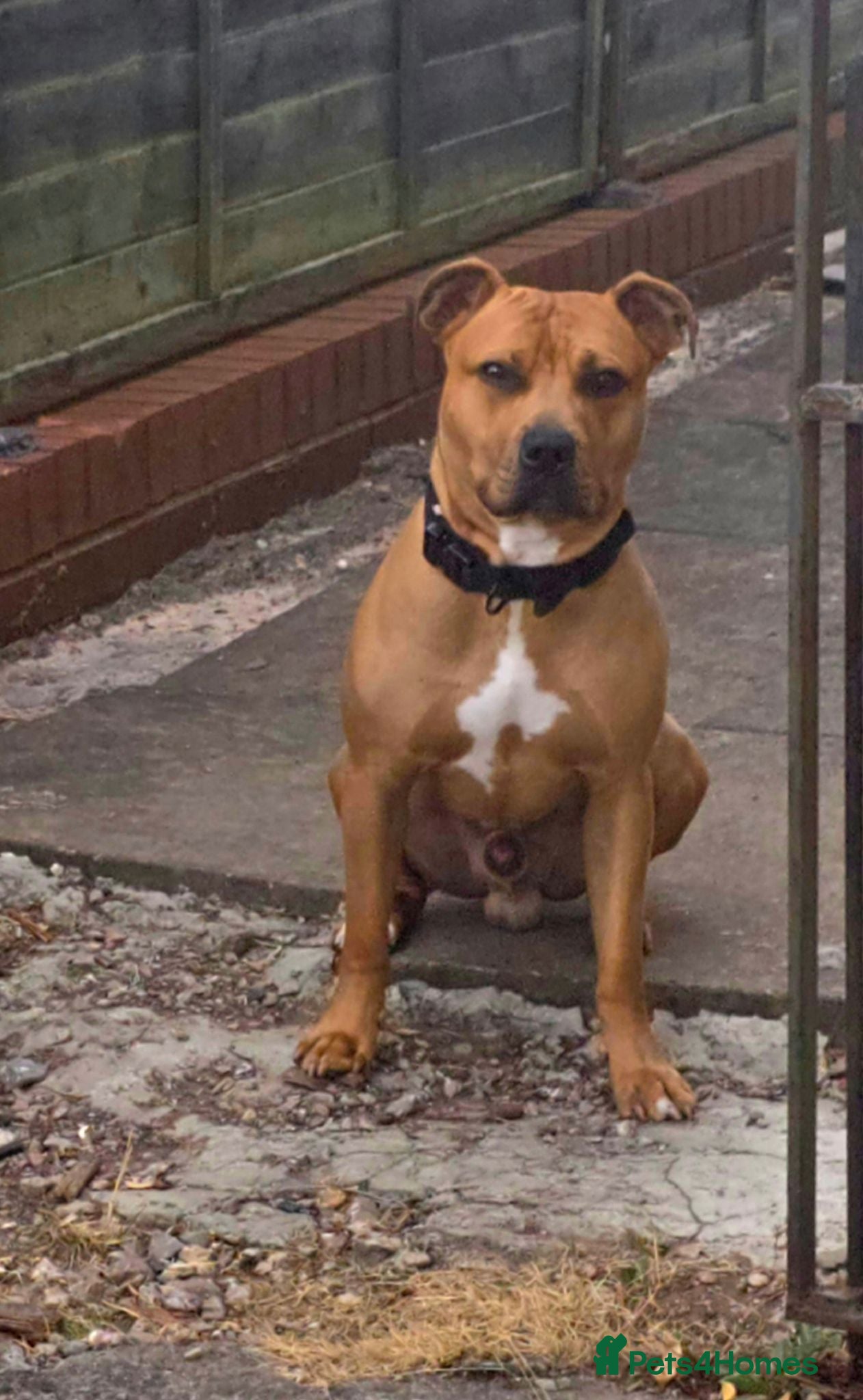 Mixed Breed dogs Staffy X Breed For Stud - Advert 6