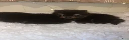 Pomeranian dogs for sale: Black & Tan balls of fluff  - Advert 6