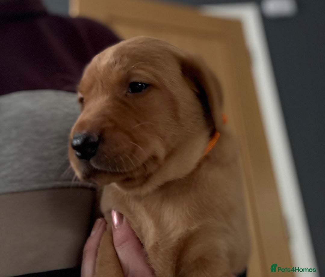 Labrador Retriever dogs for sale: Beautiful KC Registered Labrador Puppies - Image 25