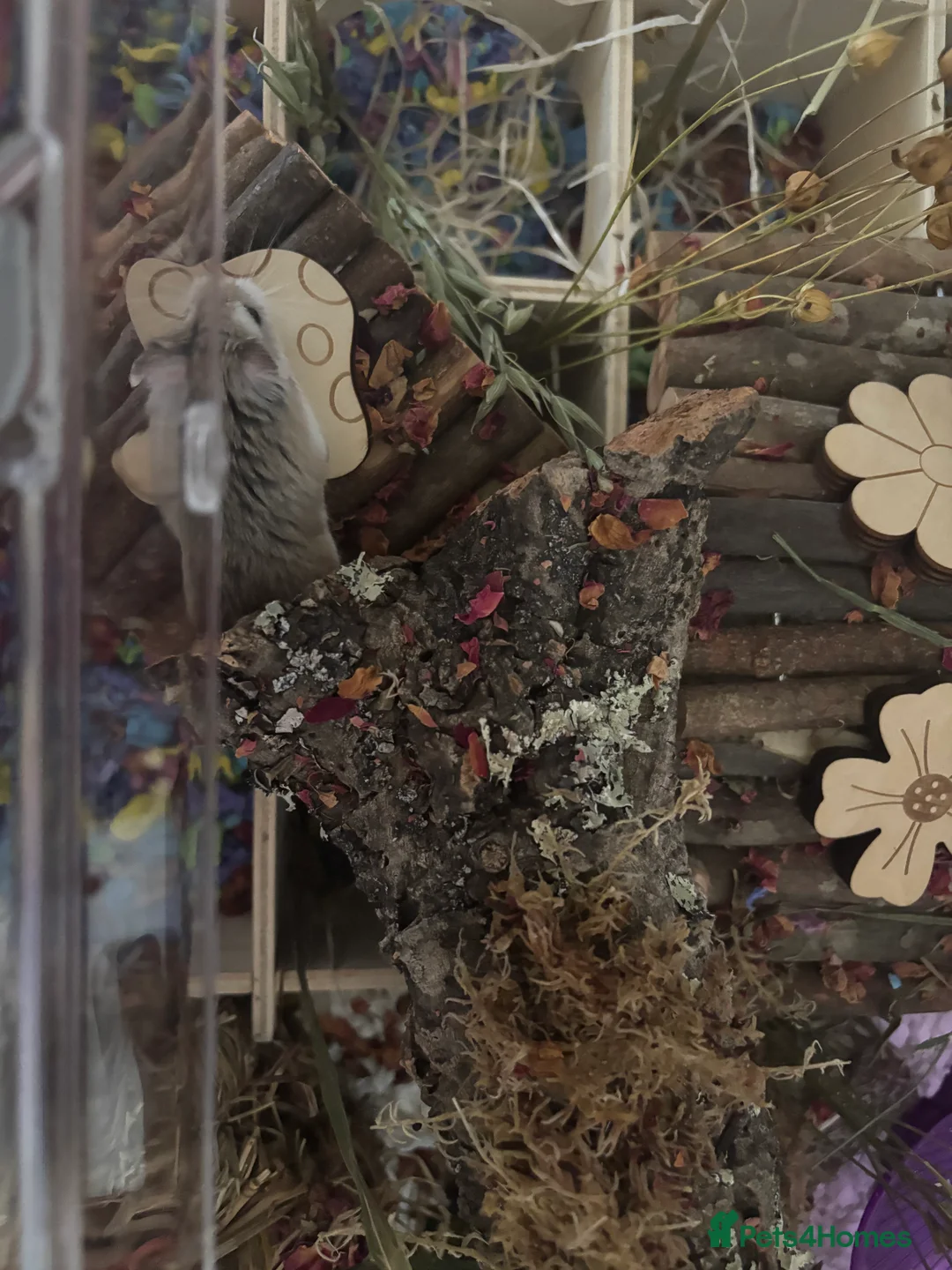 Hamster rodents for sale: robo hamster  - Advert 3