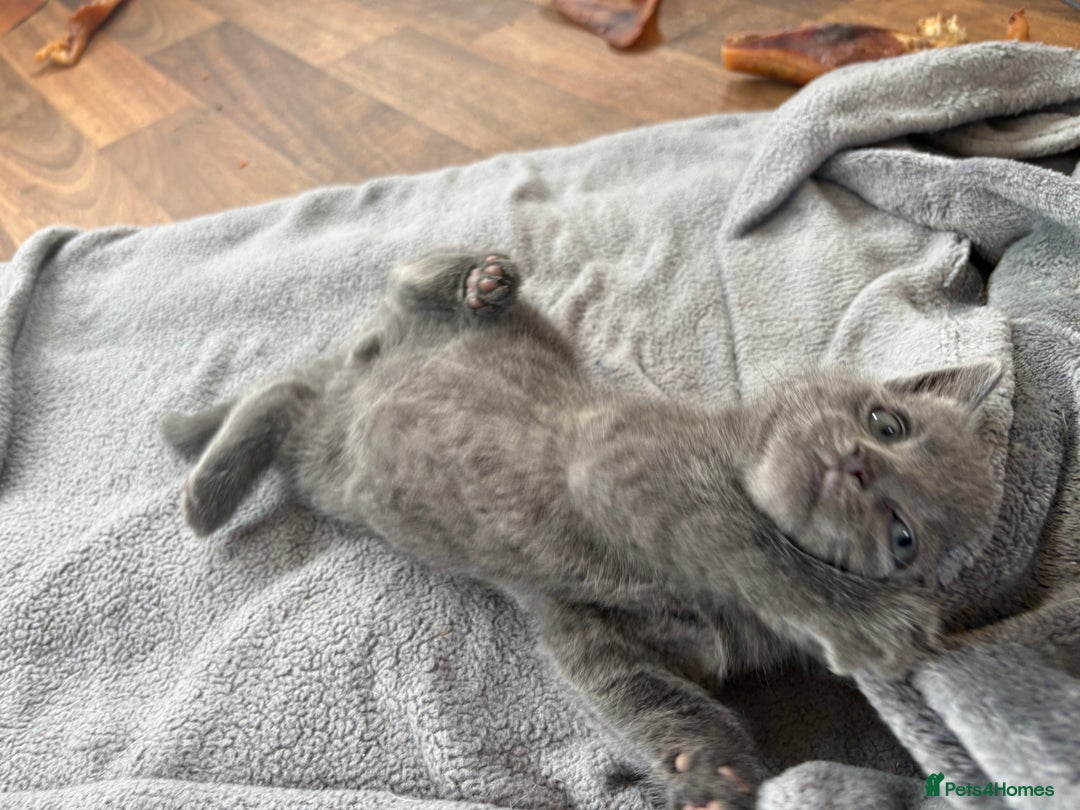 Mixed Breed cats for sale: 6 very fluffy grey kittens - Image 11