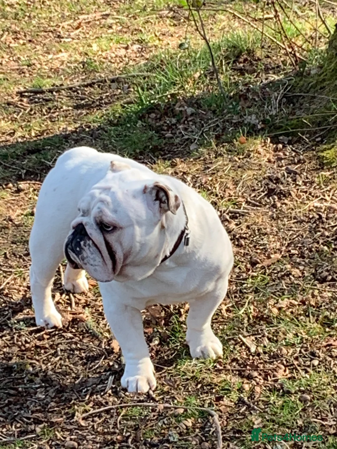 English Bulldog dogs for stud: English bulldog for stud - Advert 1