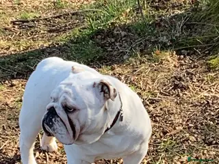 English Bulldog dogs English bulldog for stud - Advert 9