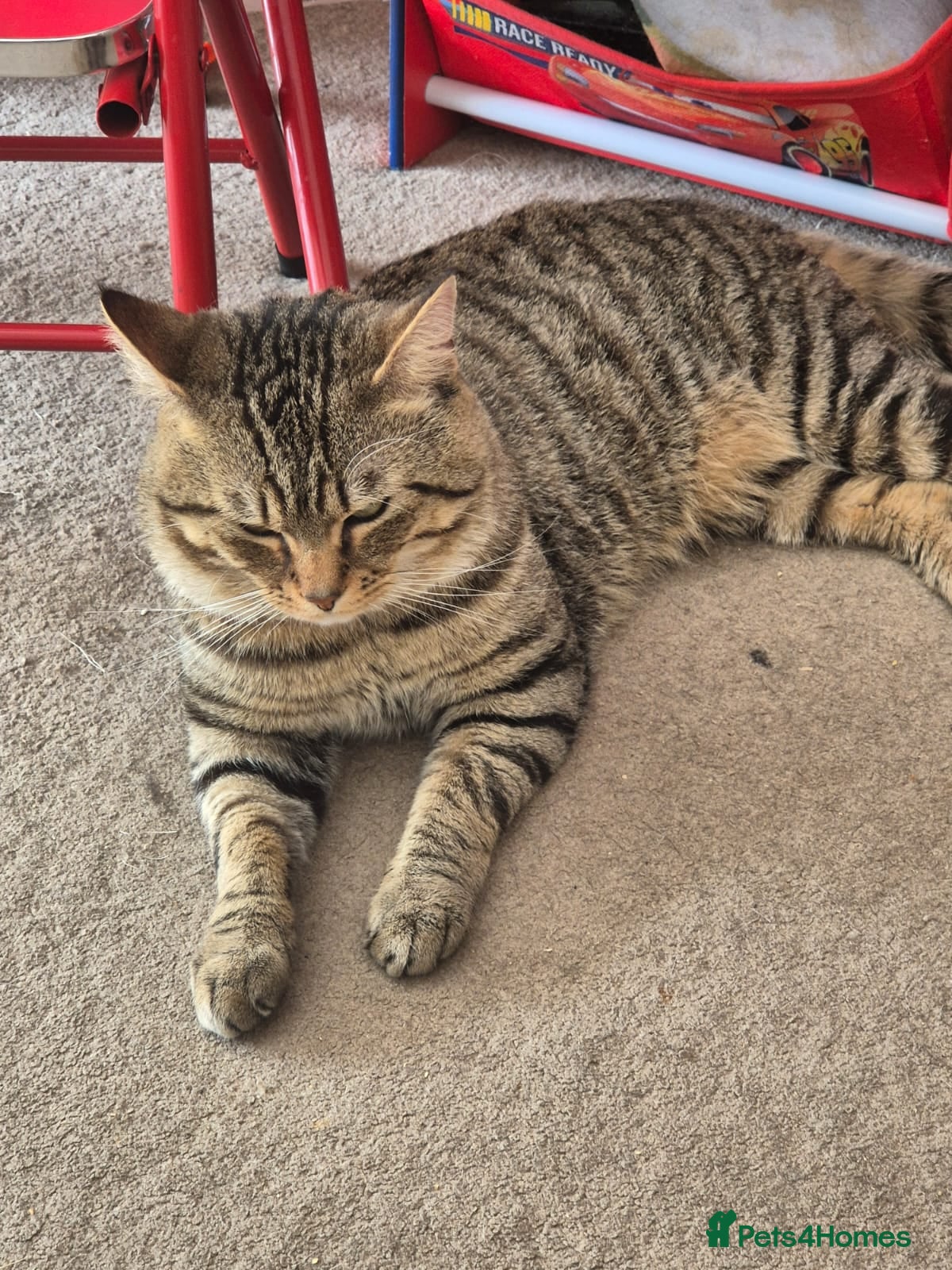 Domestic Shorthair cats Chunky searching for forever home - Advert 9