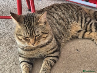 Domestic Shorthair cats Chunky searching for forever home - Advert 2