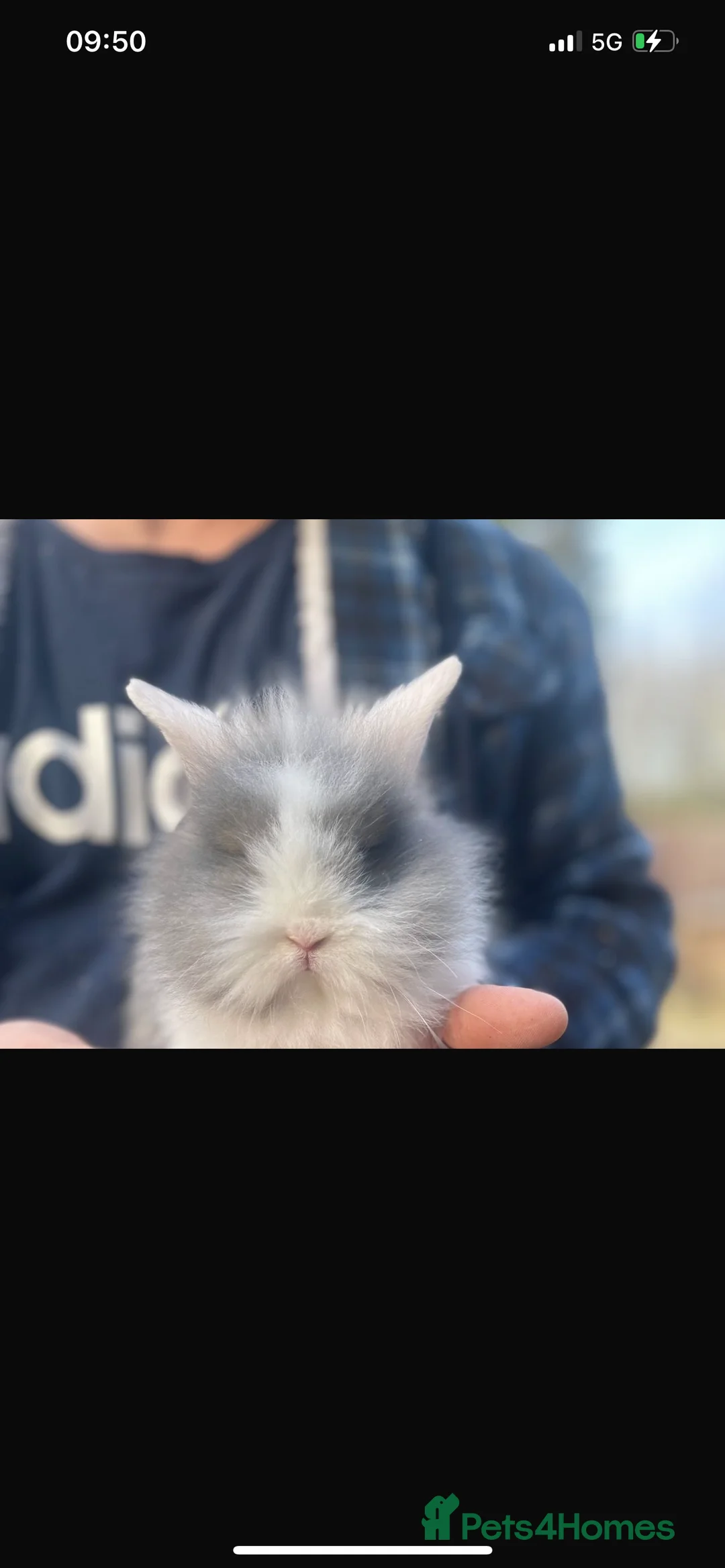Lionhead rabbits for sale: Beautiful Lionhead babies  - Advert 15