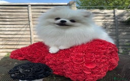 Pomeranian dogs for sale: White and Orange Pomeranian Boys in London - Image 22