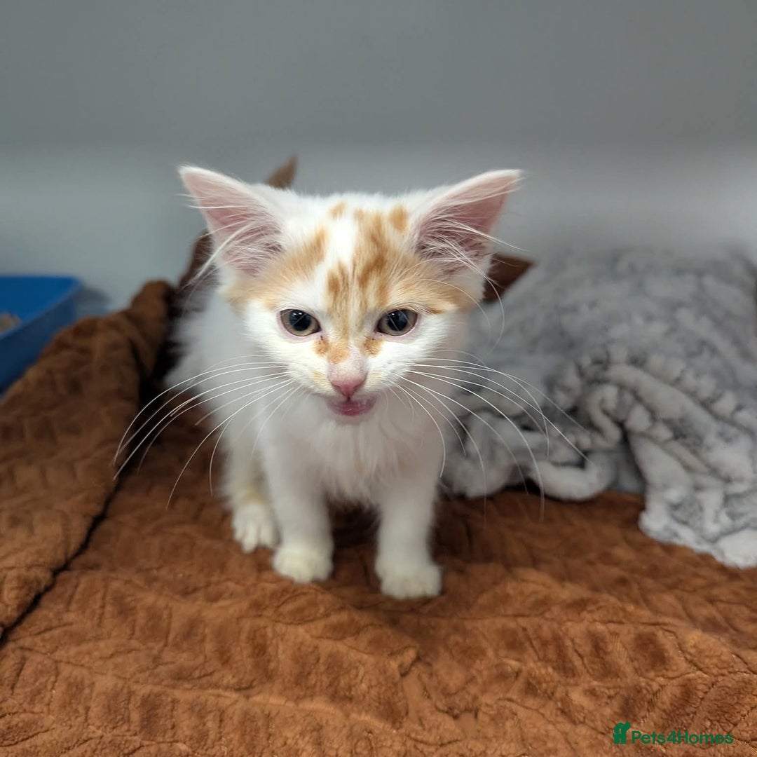 Domestic Shorthair cats for sale: Can you offer baby Gingerbread a home? - Advert 2