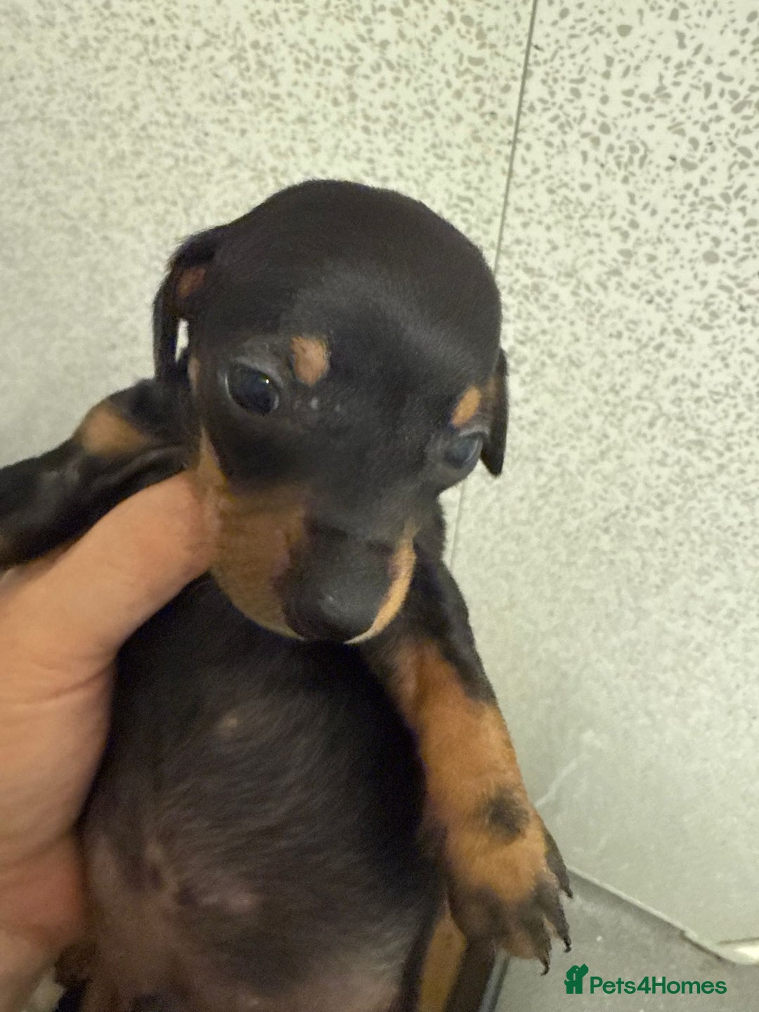 Miniature Dachshund dogs for sale: Gorgeous Miniature Dachshund Puppies  - Advert 5