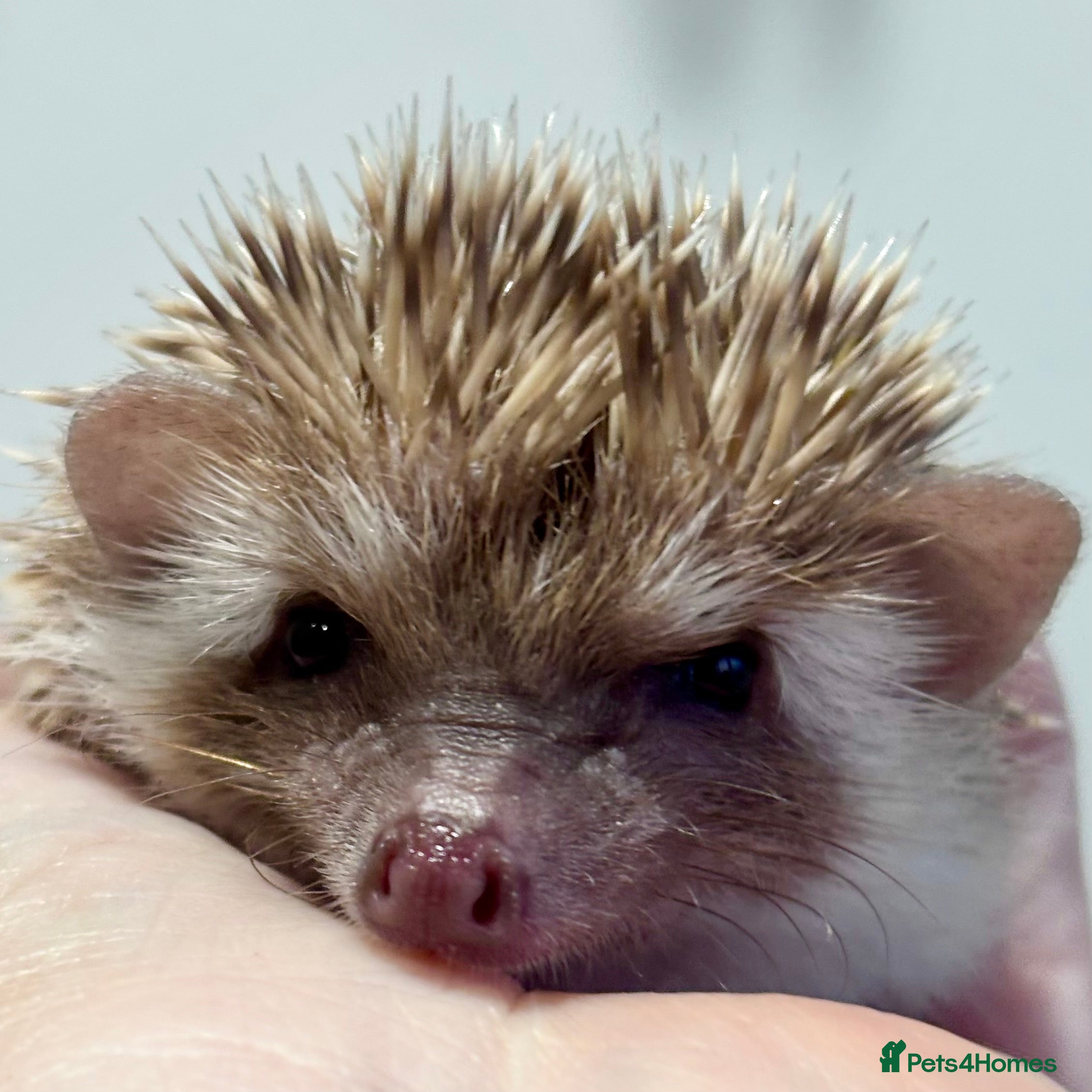 Pygmy Hedgehog rodents Ethically Bred African Pygmy Hedgehog 1 girl left  - Advert 1