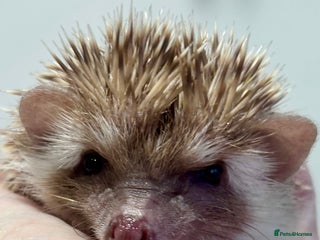Pygmy Hedgehog rodents Ethically Bred African Pygmy Hedgehog 1 girl left - Advert 3
