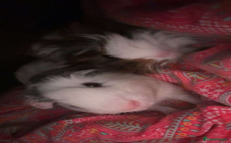 Guinea Pig rodents - Advert 1