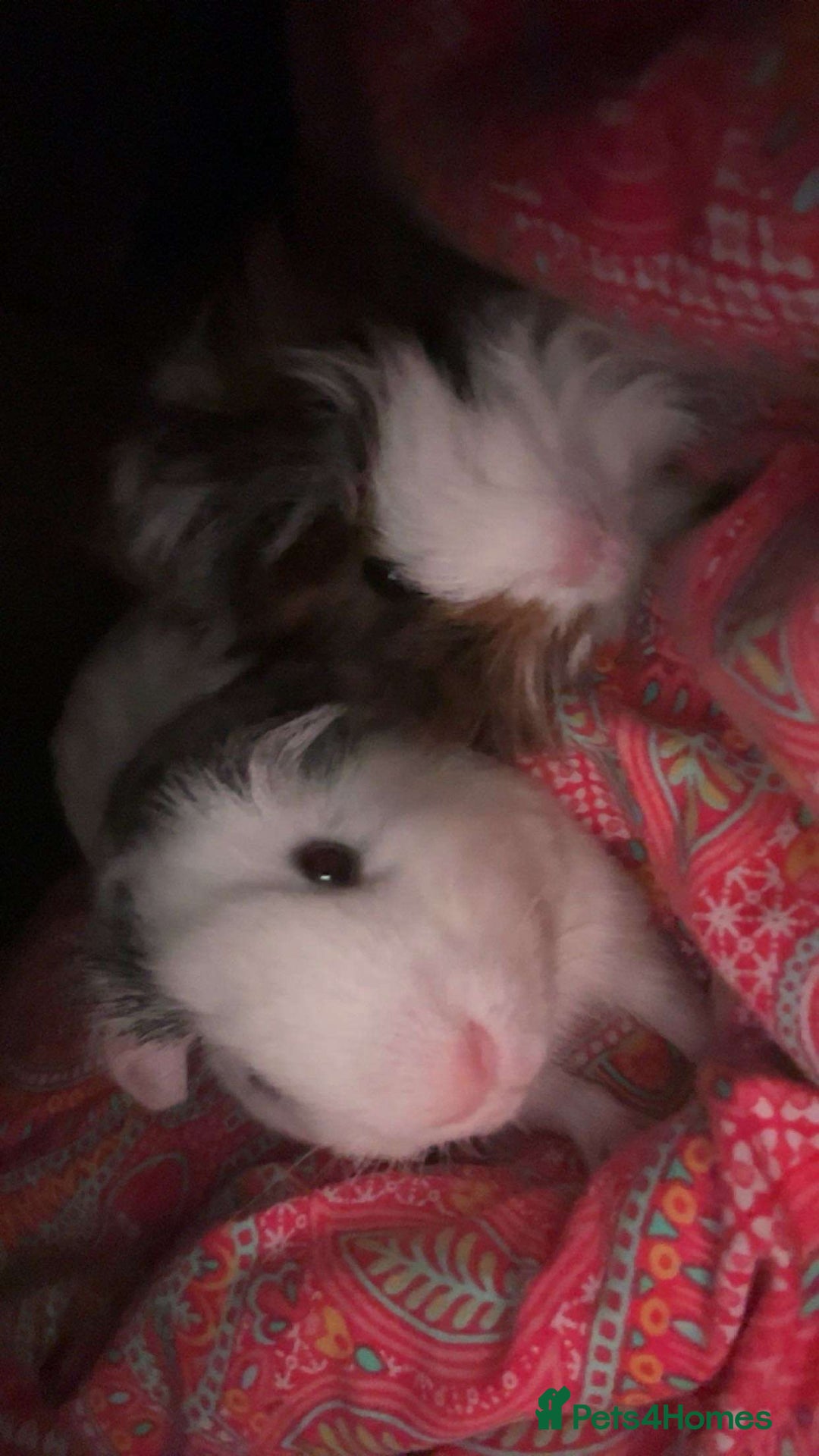 Guinea Pig rodents for sale: 2 indoor Guinea pigs - Image 1
