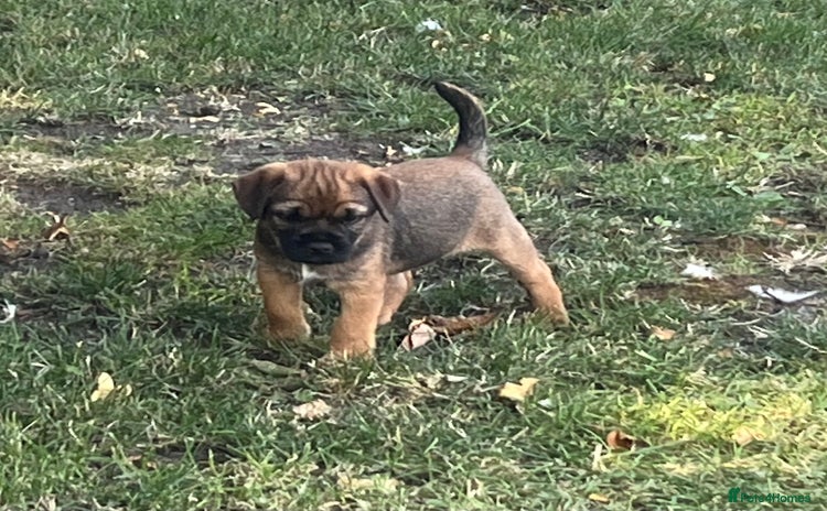 Border Terrier dogs - Advert 3