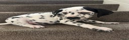 Dalmatian dogs for sale: Dalmatian boys 2 stunning boys left - Advert 10