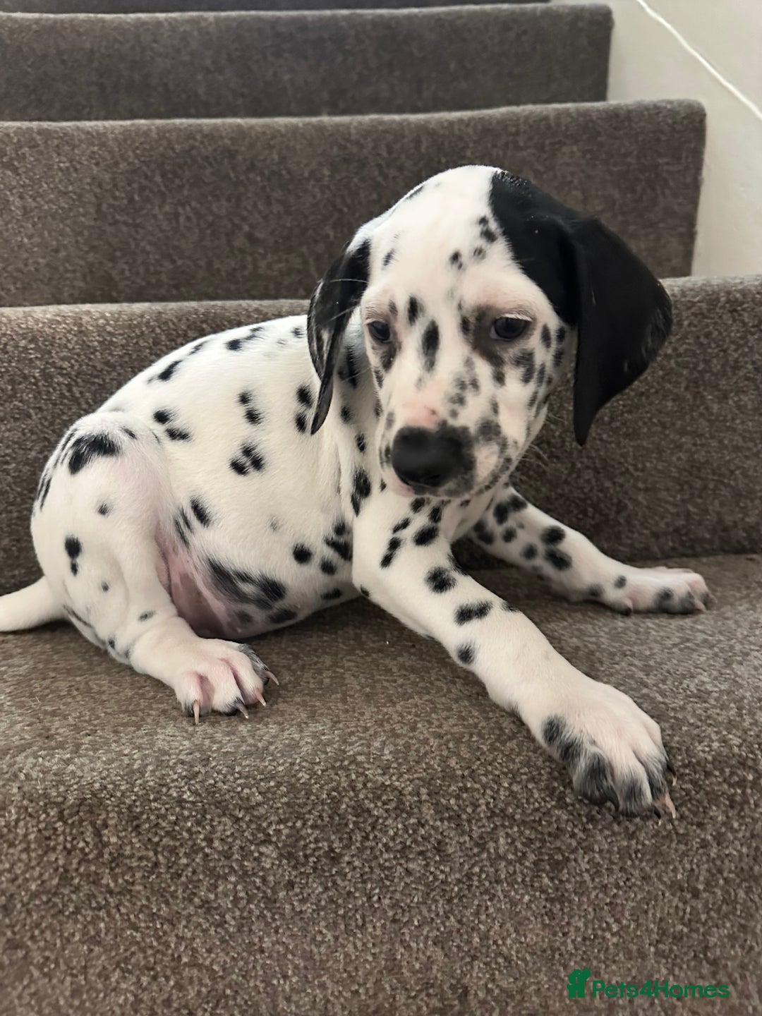 Dalmatian dogs for sale: Dalmatian boys 2 stunning boys left - Advert 10