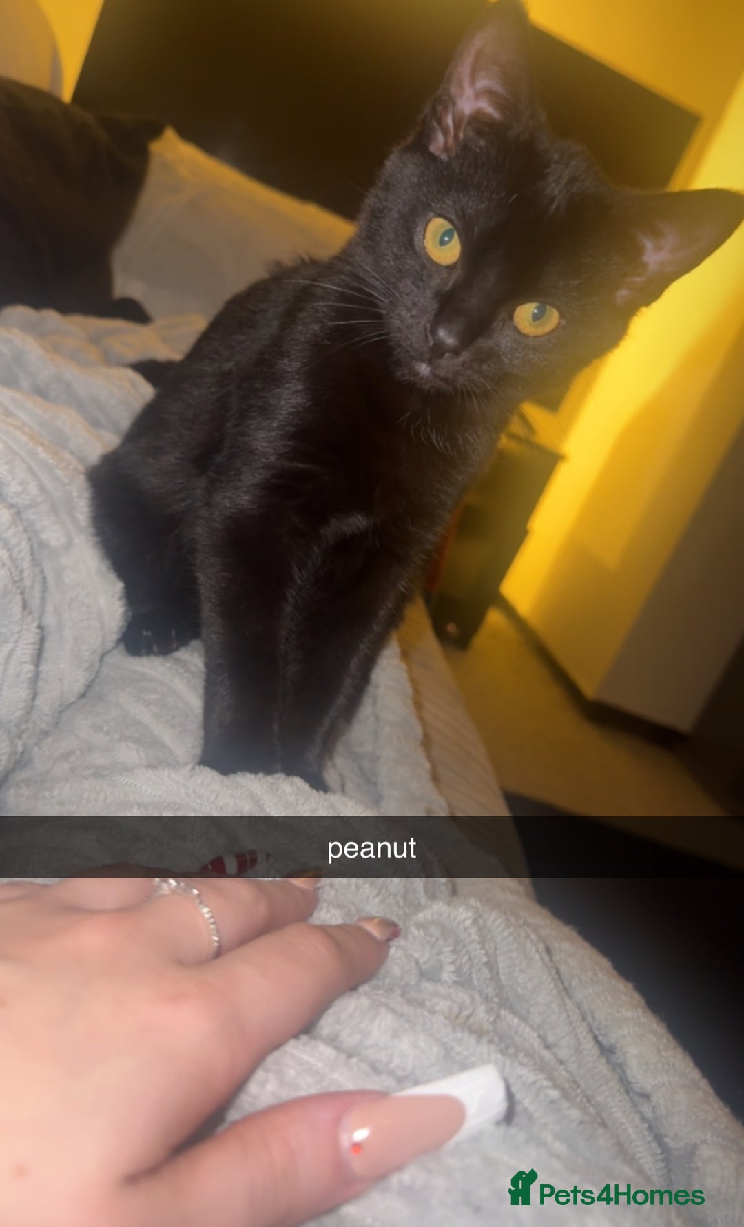 Bombay cats for sale: two gorgeous black males  - Advert 5