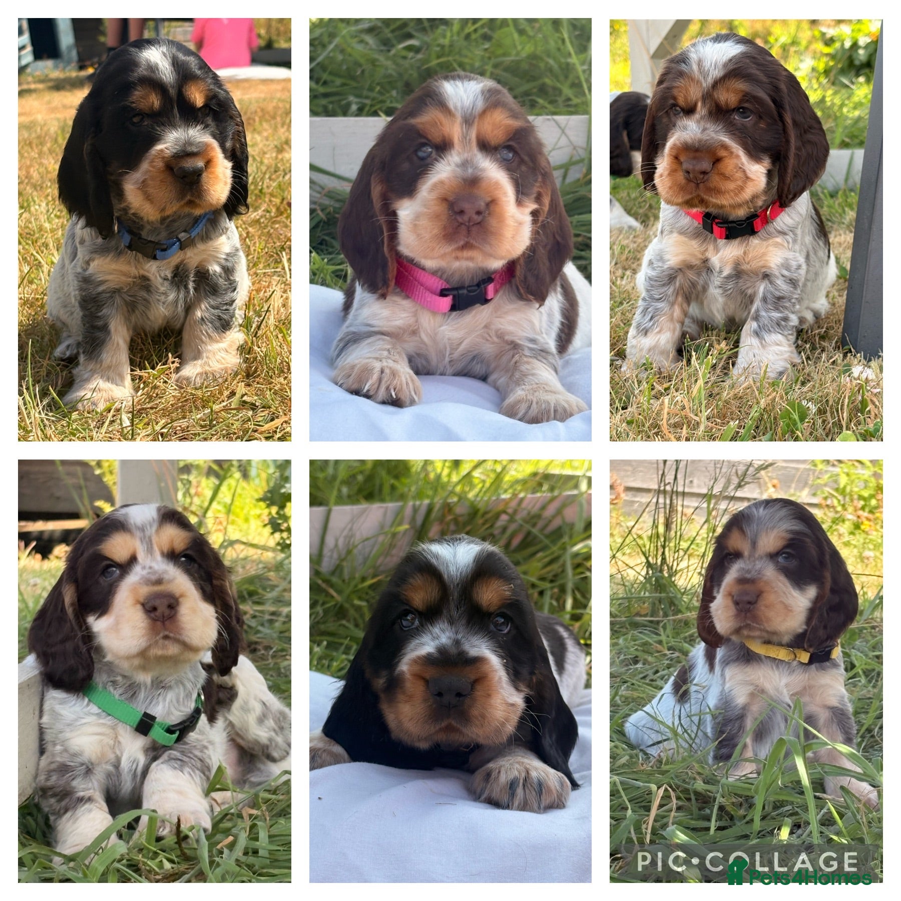 Cocker Spaniel dogs KC Registered Show Type Cocker Spaniel DNA Tested - Advert 1