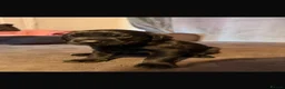 Labrador Retriever dogs for sale: 7 Labrador Puppies  in Reading - Advert 8