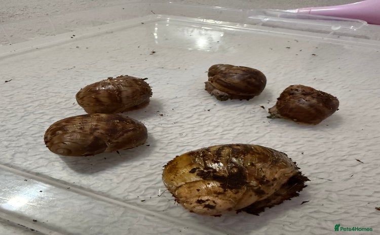 Snails invertebrates Ovum snails  - Advert 1