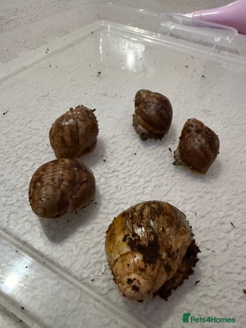 Snails invertebrates Ovum snails - Advert 1